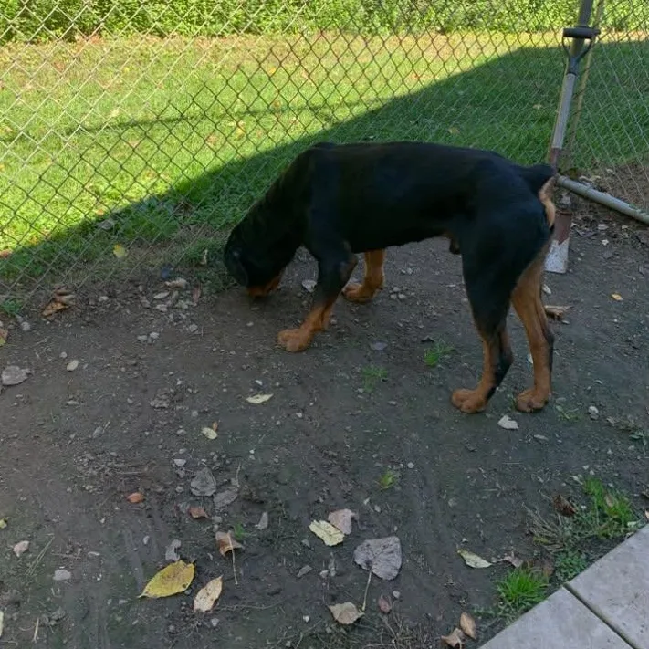 An adult large-sized male Bicolor Rottweiler dog named Ruckus for adoption in New Milford, CT