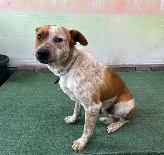 A young medium-sized male Australian Cattle Dog / Blue Heeler dog named Champ for adoption in Baldwin Park, CA