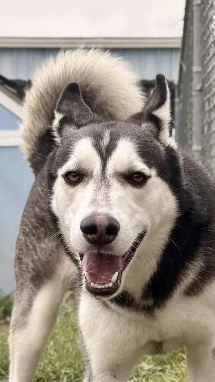 An adult large-sized male Husky dog named Smokey for adoption in Balch Springs, TX