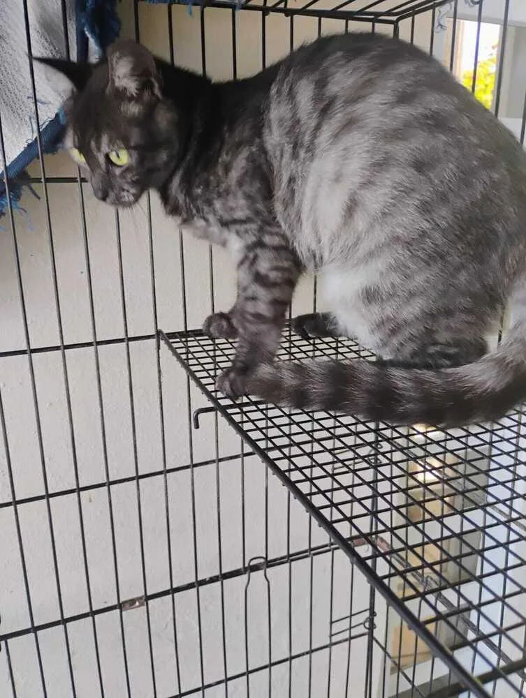 An adult medium-sized female Gray / Blue / Silver Domestic Long Hair cat named Alex for adoption in Naranjito, PR
