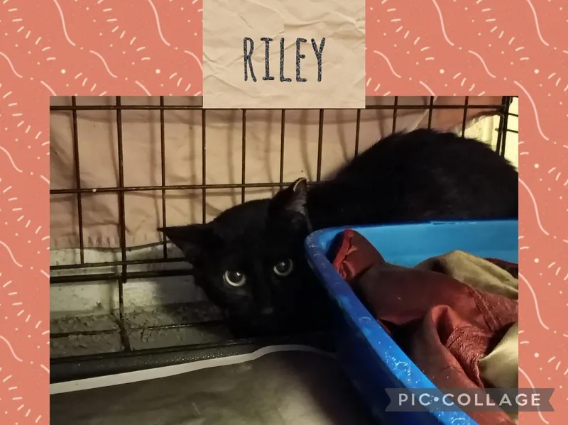 A young medium-sized female Domestic Short Hair cat named Riley for adoption in Muncie, IN