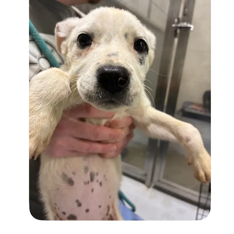 Perdidta thumbnail 2