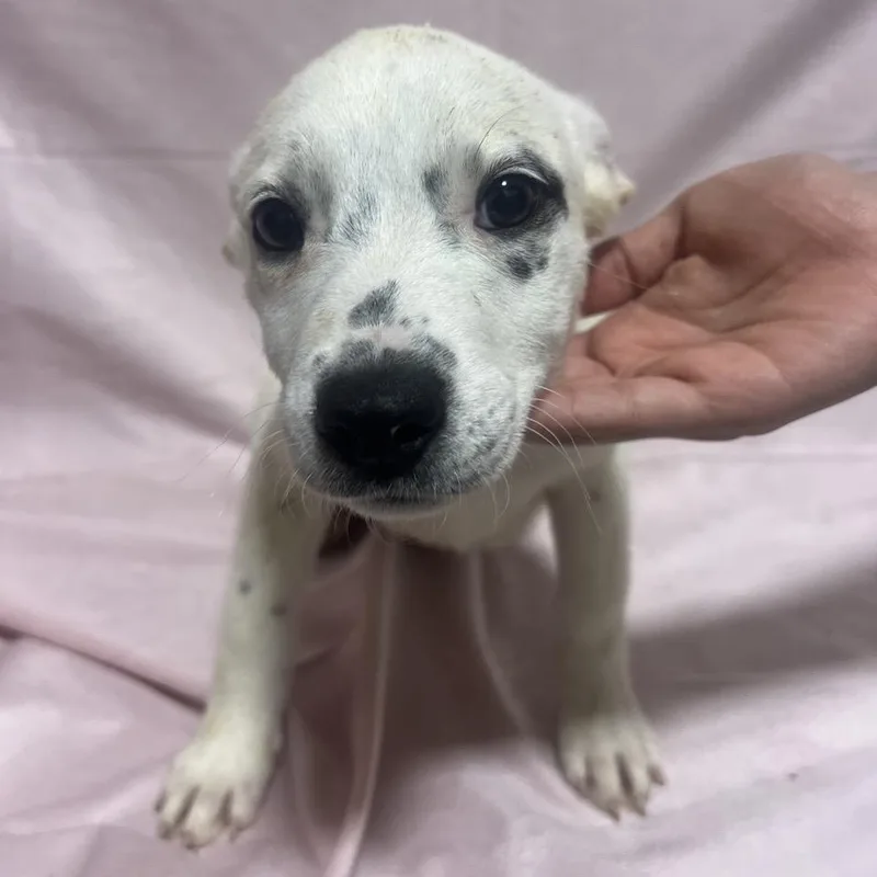 Perdidta thumbnail 3