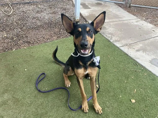 A young large-sized male German Shepherd Dog dog named Orbit for adoption in Phoenix, AZ