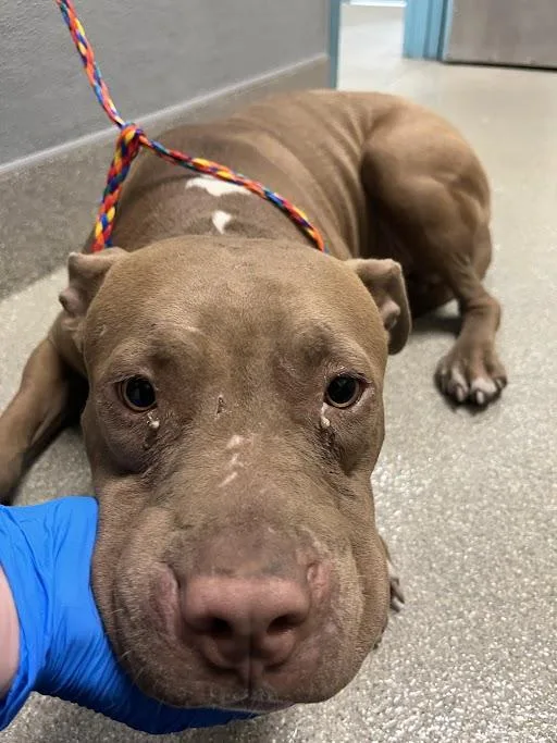 An adult large-sized male Pit Bull Terrier dog named Twix for adoption in Las Vegas, NV