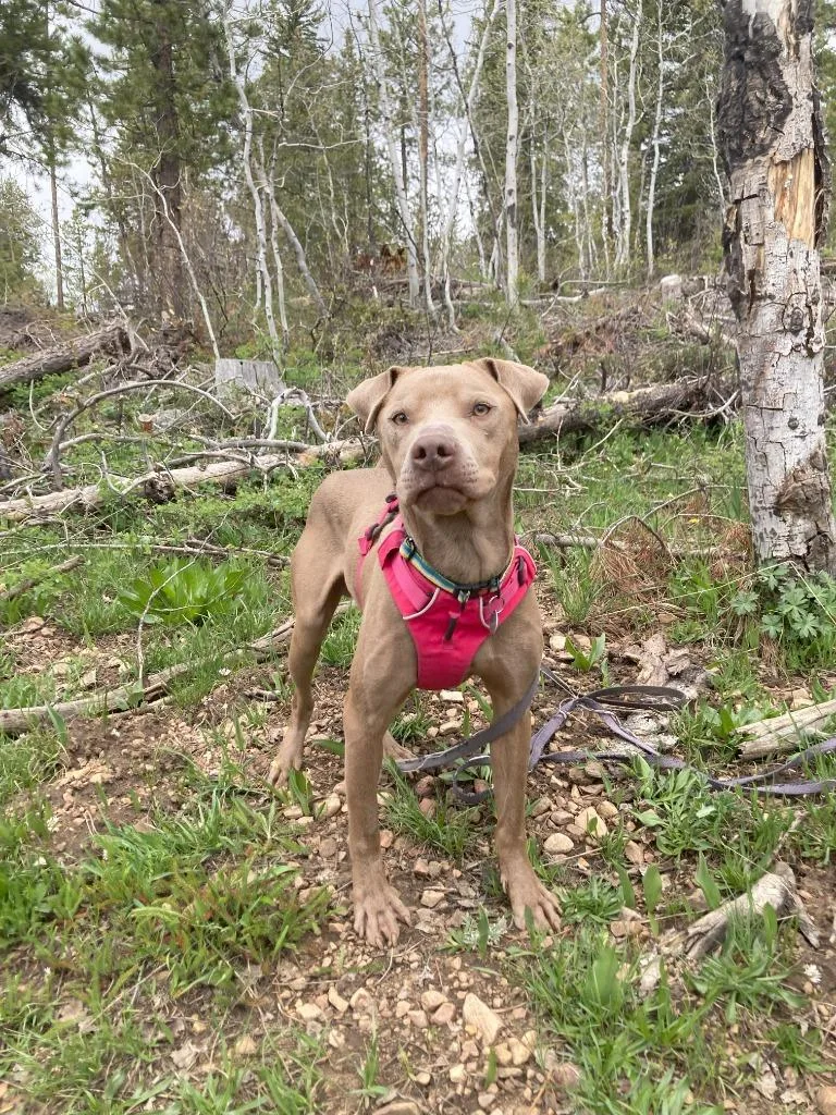 An adult medium-sized male Pit Bull Terrier dog named Trooper for adoption in Salt Lake City, UT
