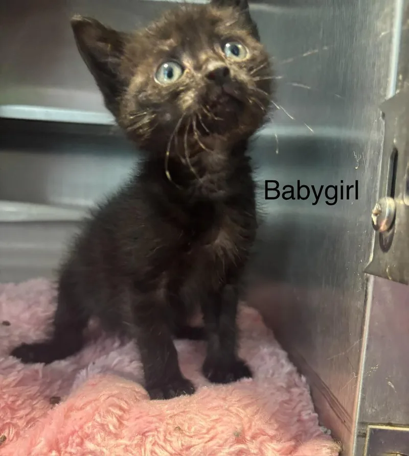 A baby small-sized female Domestic Short Hair cat named Baby Girl for adoption in Cambridge, MD