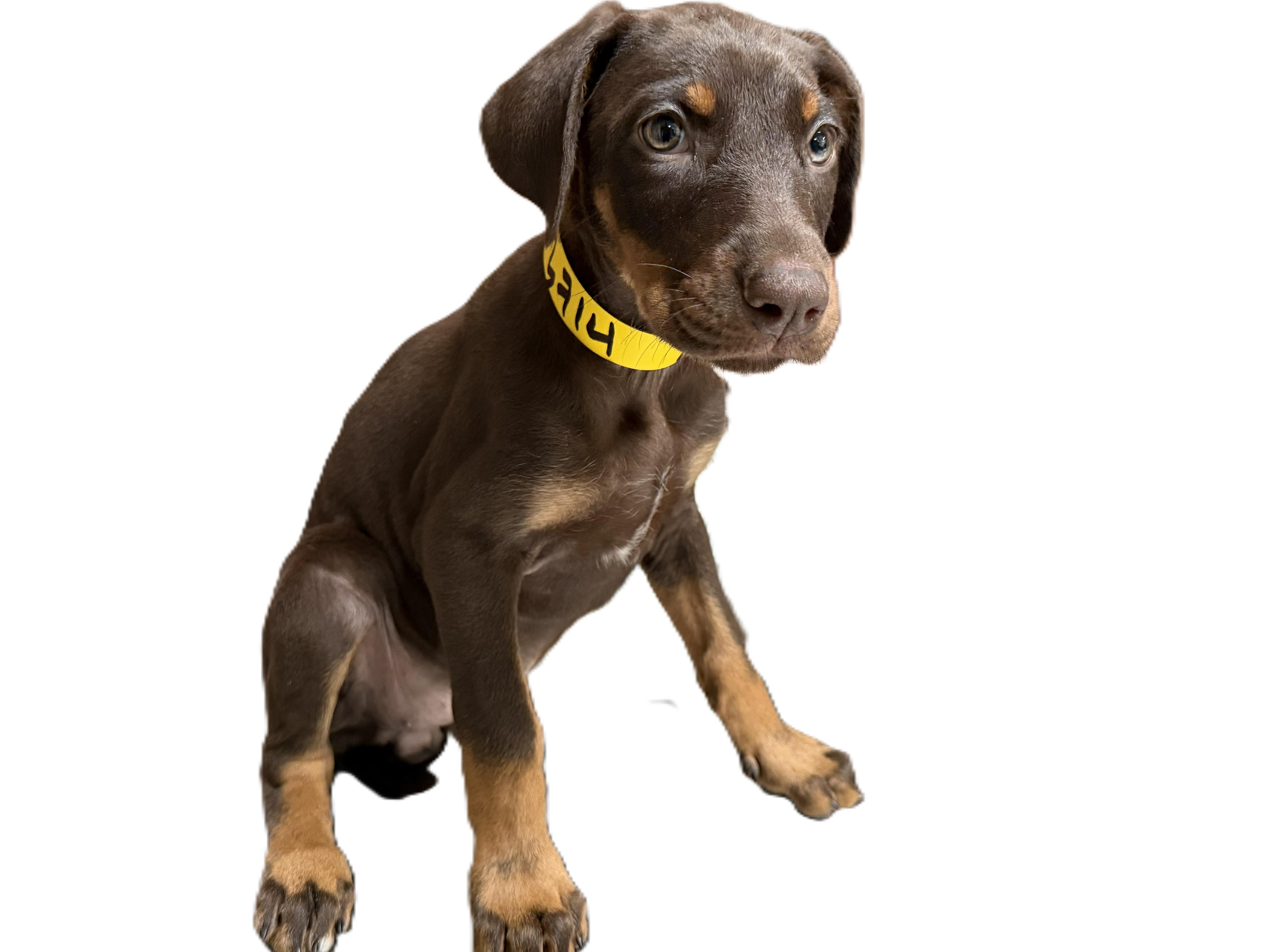 A baby medium-sized female Doberman Pinscher dog named Jenny for adoption in Los Angeles, CA