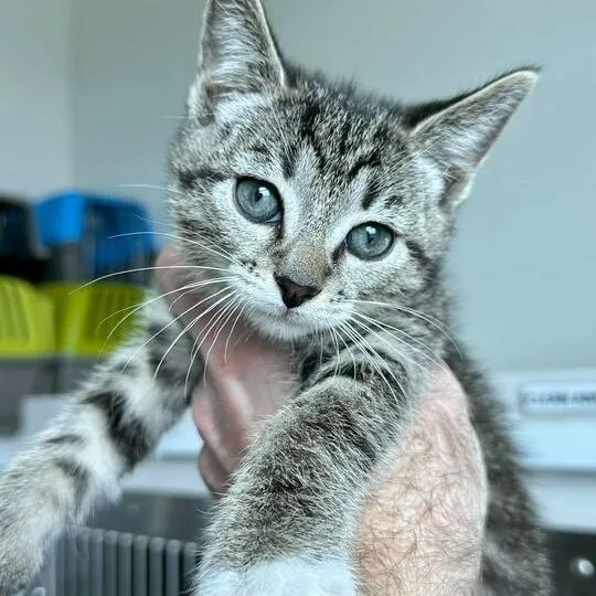 A baby small-sized male Brown / Chocolate Domestic Short Hair cat named Sun Baby for adoption in Matteson, IL