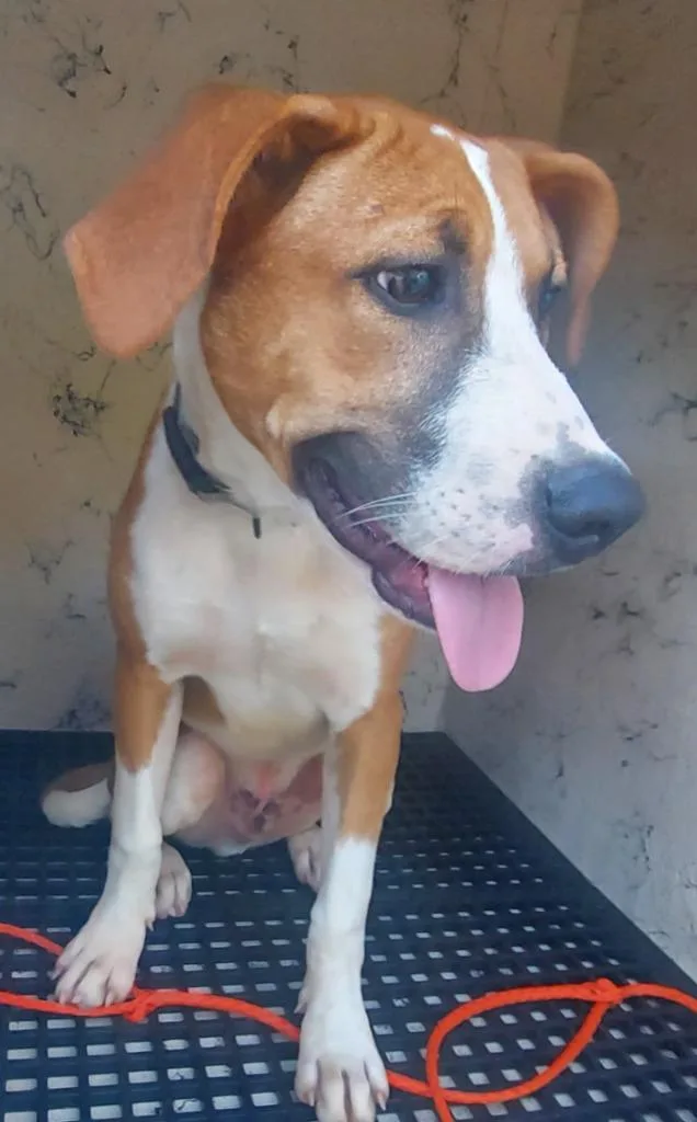 A baby medium-sized male Mixed Breed dog named Ozzy for adoption in Cartersville , GA