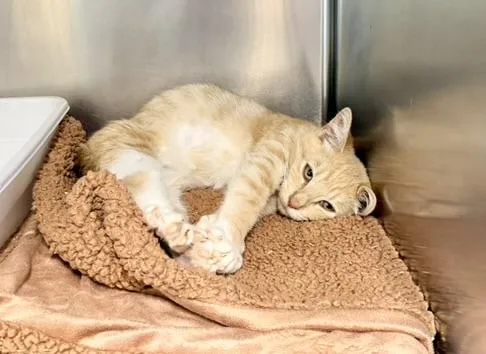 A baby medium-sized male Tabby (Orange / Red) Domestic Short Hair cat named Tanner for adoption in Petersburg, VA