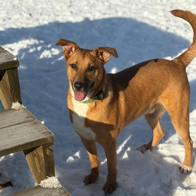 A young medium-sized male Yellow / Tan / Blond / Fawn Mixed Breed dog named Cyclops for adoption in Red House, WV