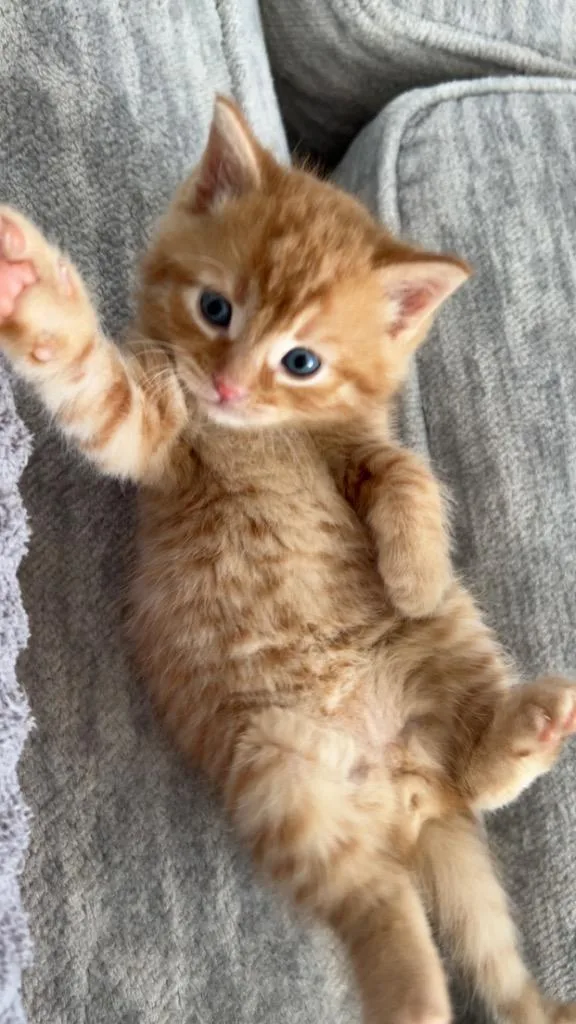 A baby small-sized male Domestic Short Hair cat named Popper for adoption in Westfield, NY