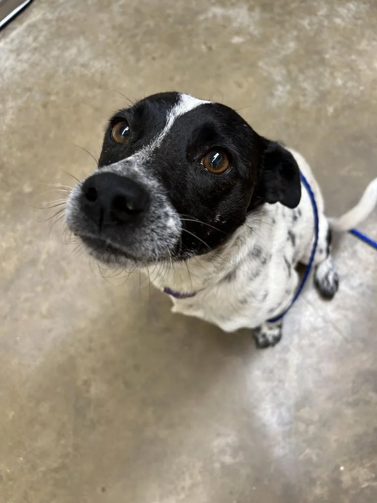 An adult small-sized female Terrier dog named Bonnie for adoption in Lockhart, TX