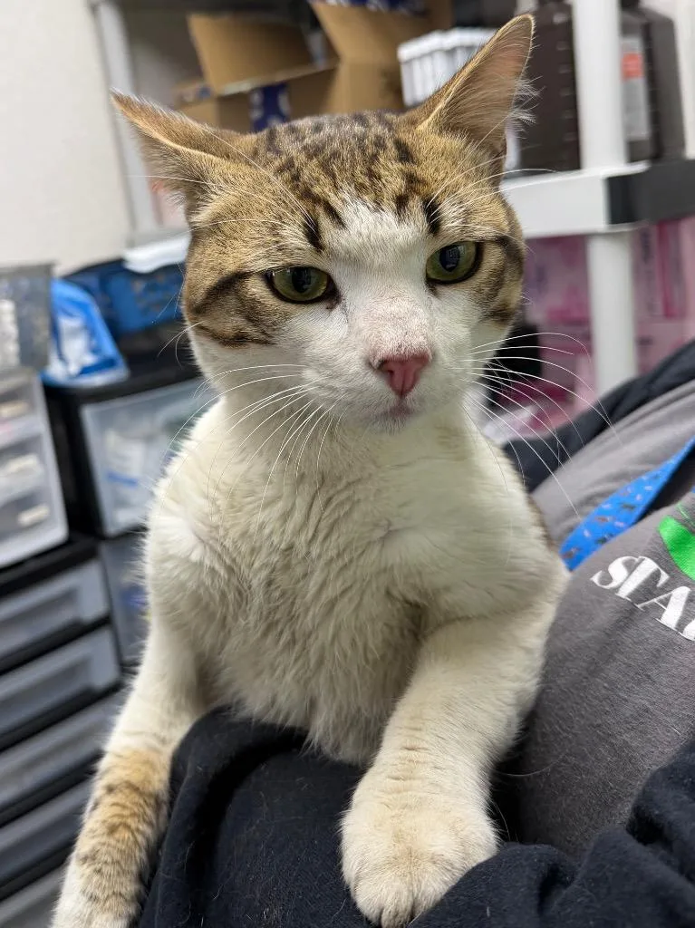 A young medium-sized male Domestic Short Hair cat named Pickles for adoption in Pomona, NY