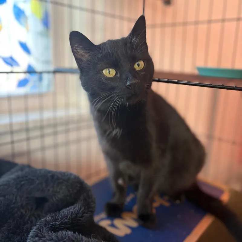 An adult medium-sized female Black Domestic Short Hair cat named Cobbler for adoption in Lexington, KY