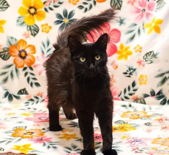 A young small-sized female Domestic Medium Hair cat named Constance for adoption in Riverside, CA
