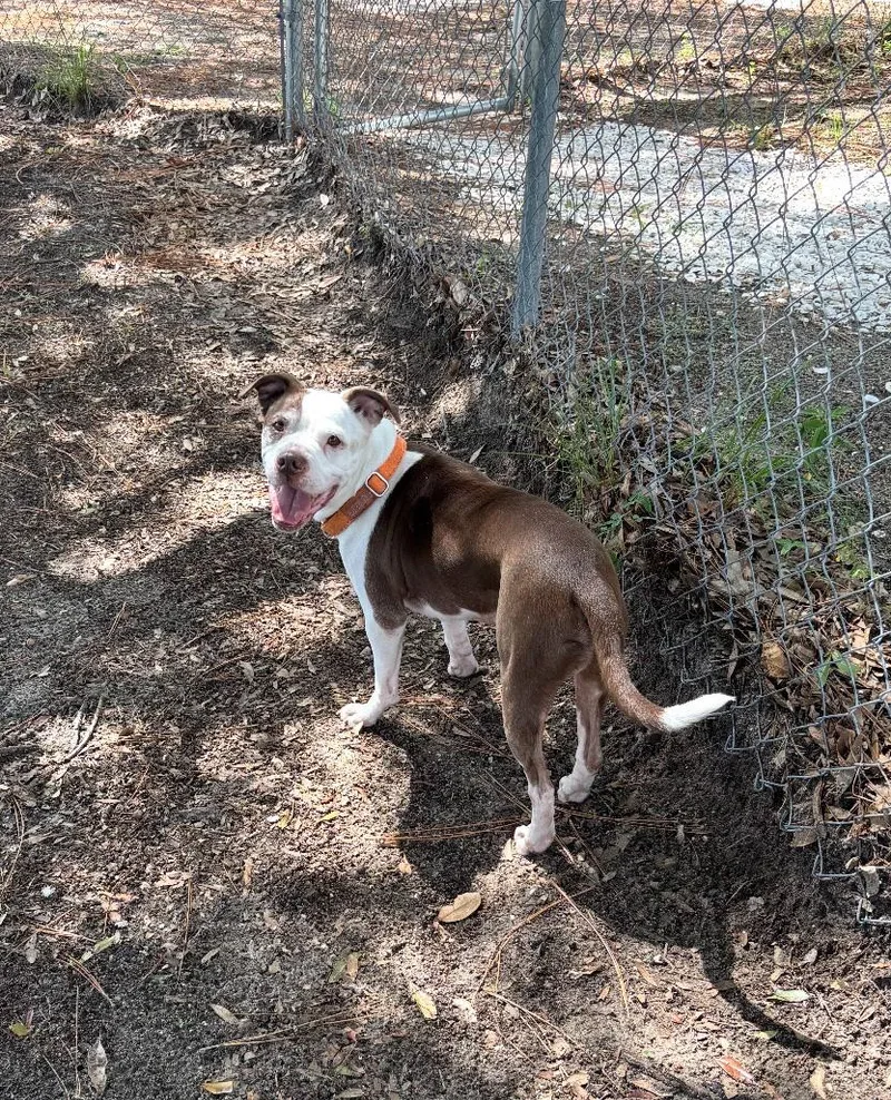 An adult medium-sized male White / Cream Boxer dog named Brick for adoption in Ruskin, FL