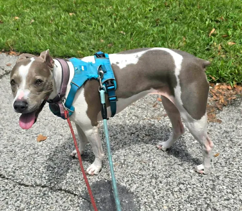 An adult large-sized female Mixed Breed dog named Phoebe fka Pippy for adoption in St. Augustine, FL