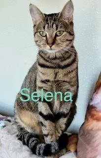 A baby small-sized female Domestic Short Hair cat named Selena for adoption in Breinigsville, PA