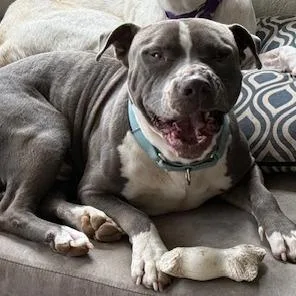 An adult large-sized male Gray / Blue / Silver American Staffordshire Terrier dog named Murphy for adoption in Creston, CA