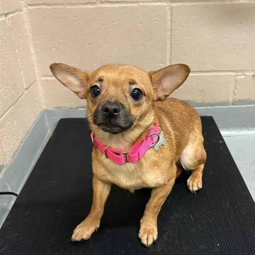 A young small-sized female Yellow / Tan / Blond / Fawn Chihuahua dog named Big Girl for adoption in Tacoma, WA