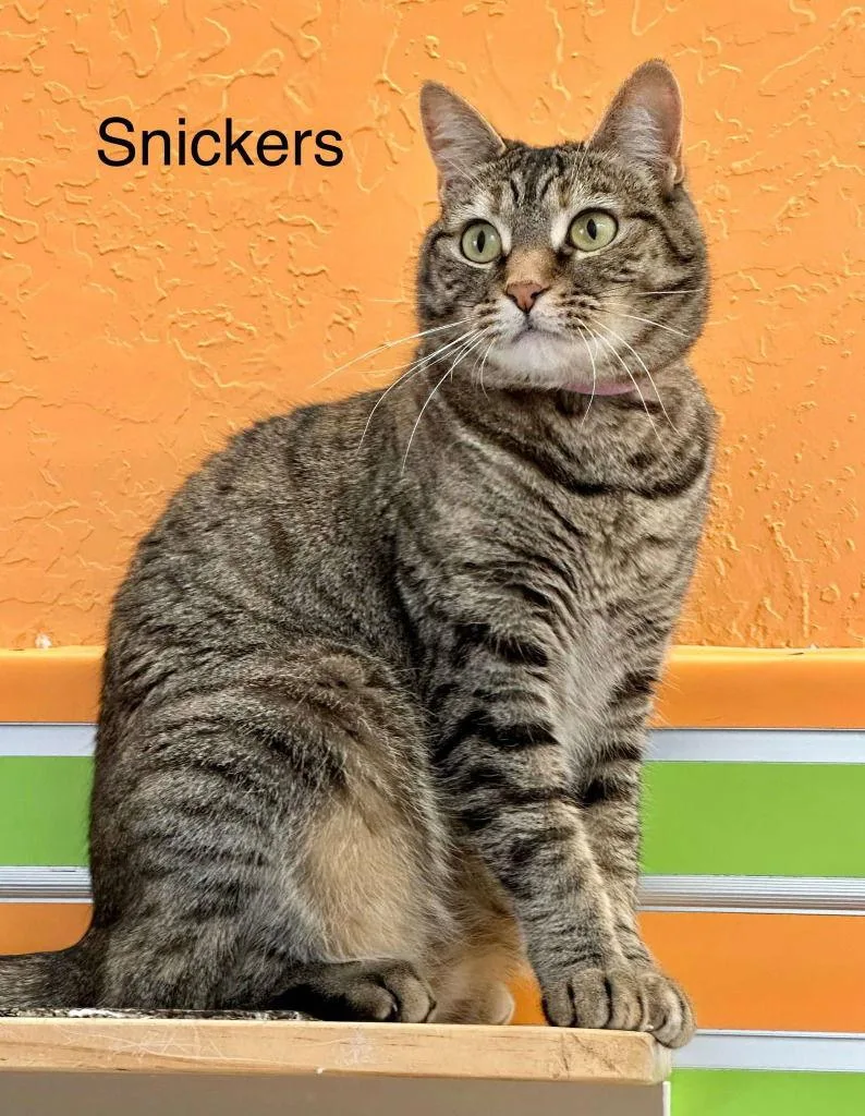 Snickers thumbnail 2