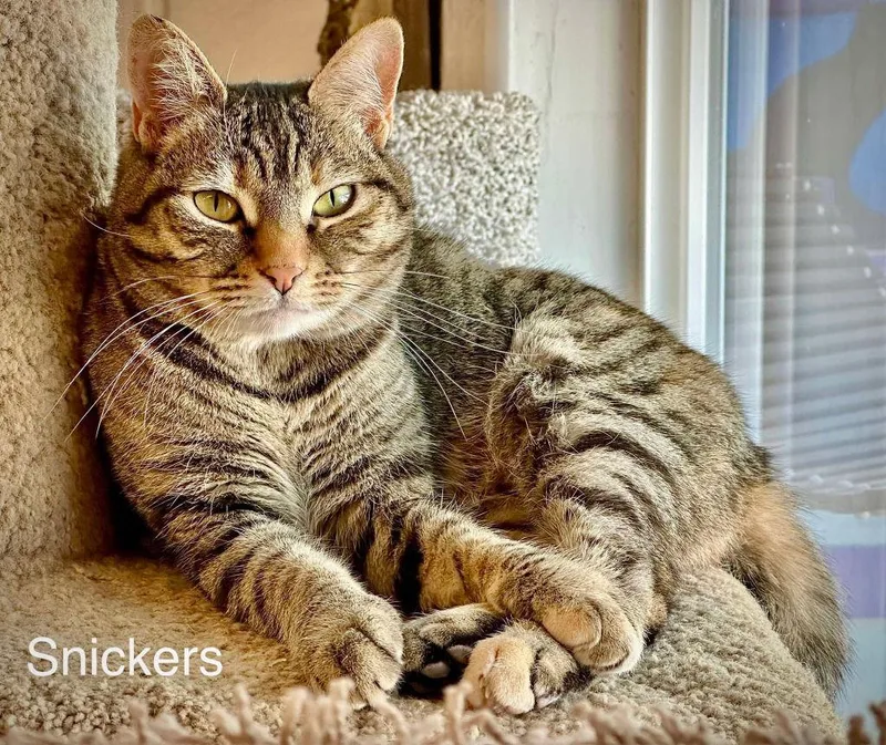 Snickers thumbnail 3