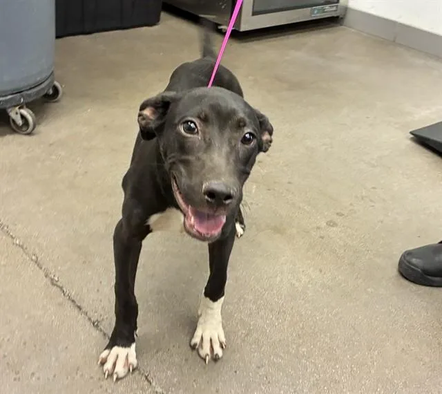 A young large-sized male Pit Bull Terrier dog named Bryan for adoption in Mesa, AZ