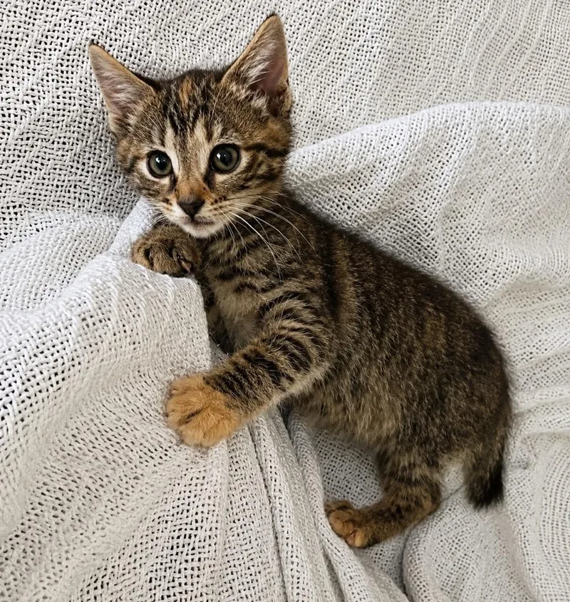A baby small-sized female Domestic Short Hair cat named Puck for adoption in Sebastian, FL