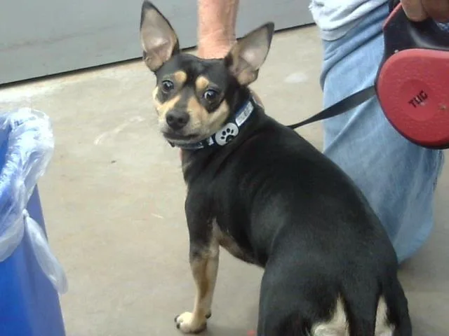 A young medium-sized male Mixed Breed dog named Palo for adoption in Dallas, TX