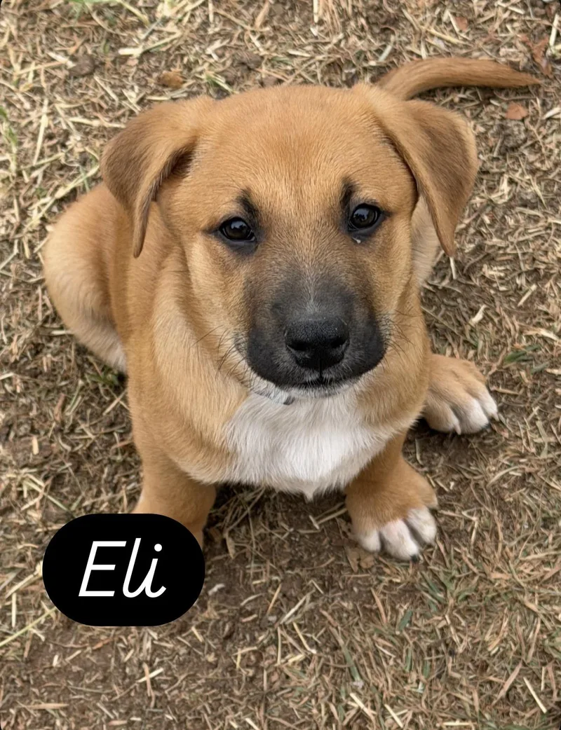 A baby large-sized male Black Mouth Cur dog named Eli for adoption in Gilbert, AZ