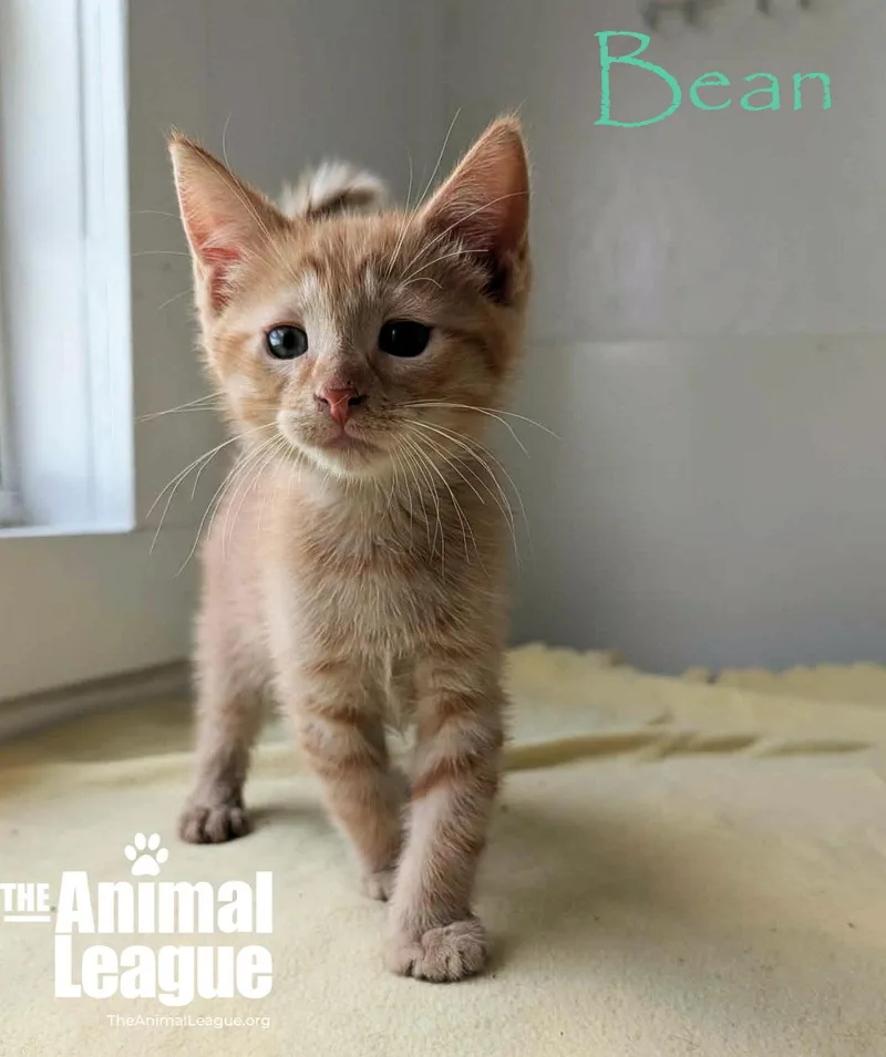 A baby medium-sized male Tabby (Orange / Red) Domestic Short Hair cat named Bean for adoption in Groveland, FL