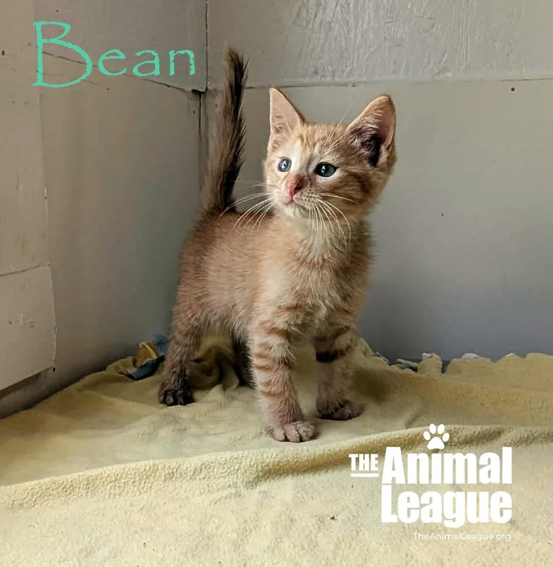 Bean thumbnail 2