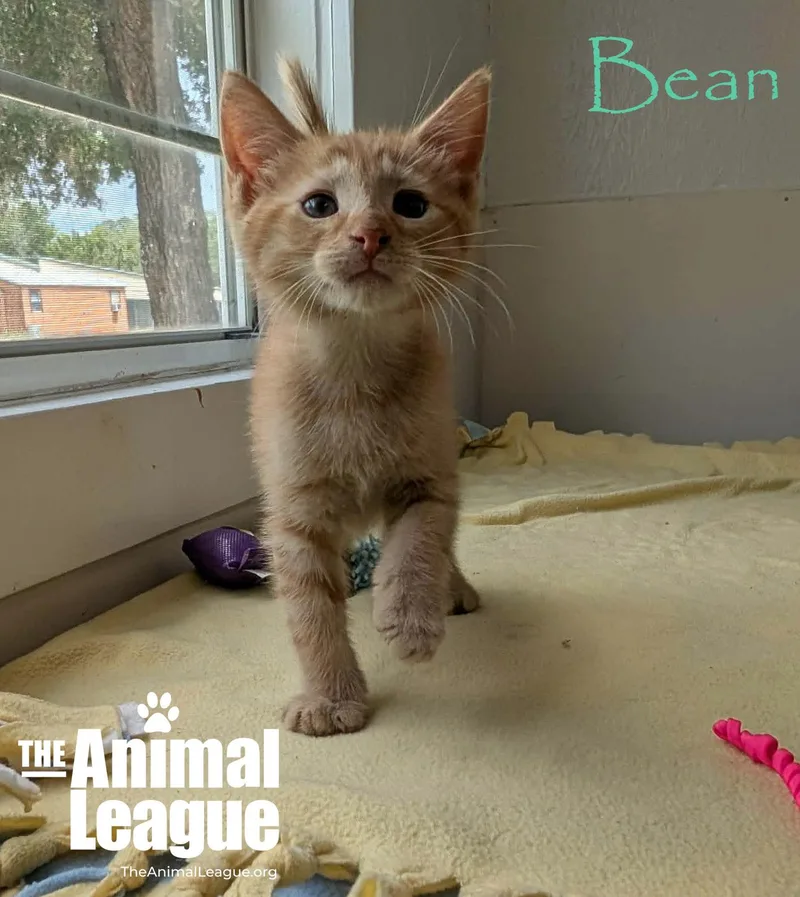 Bean thumbnail 3