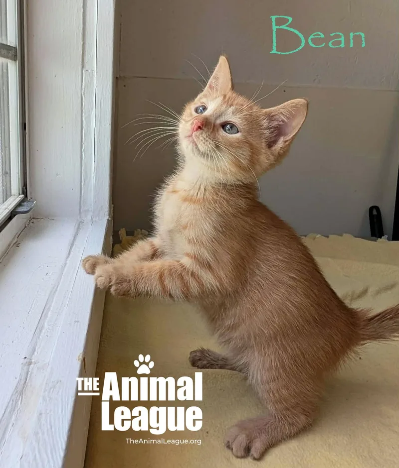 Bean thumbnail 5