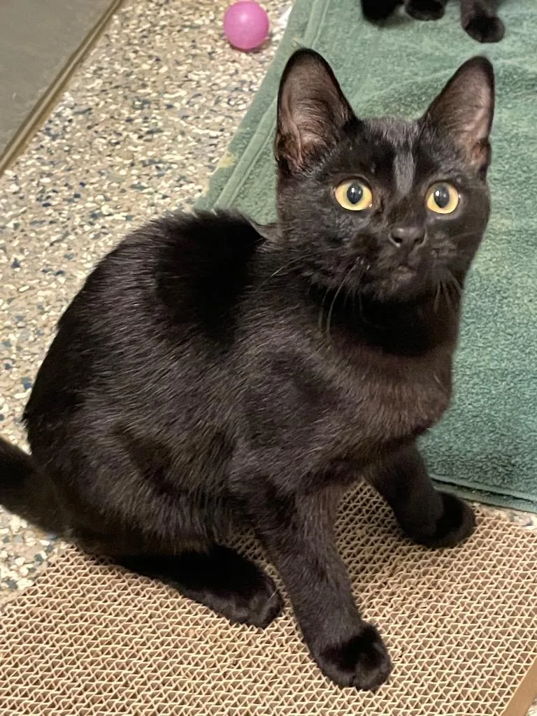 A baby medium-sized male Domestic Short Hair cat named Slinky for adoption in Eastsound, WA