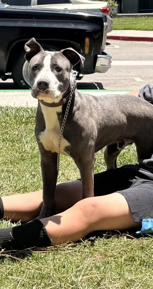 A young medium-sized male Pit Bull Terrier dog named Carson for adoption in ventura, CA