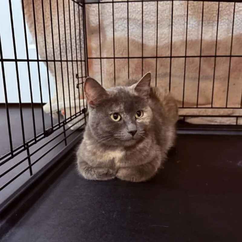 An adult small-sized female Tortoiseshell Domestic Short Hair cat named Juniper Oram for adoption in Eagle Mountain, UT