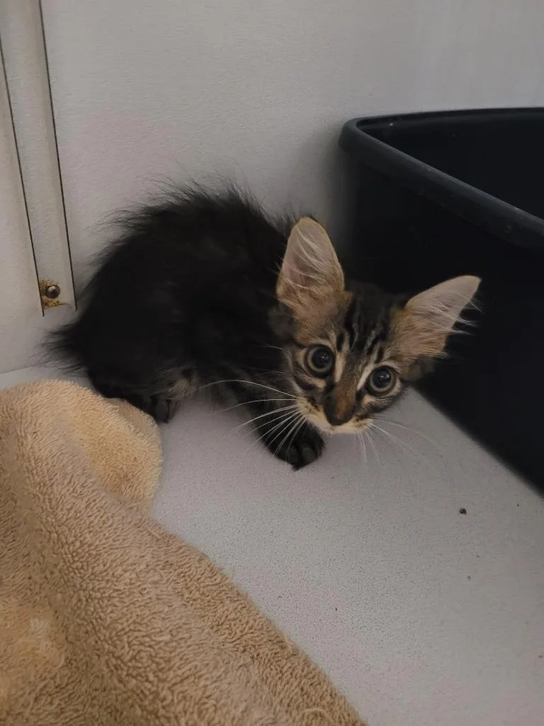 A baby small-sized female Domestic Long Hair cat named Lilah for adoption in Huntsville, TX
