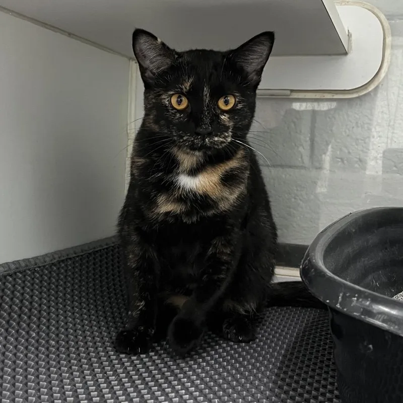 A young medium-sized female Tortoiseshell Domestic Short Hair cat named To for adoption in Fairfax, VA