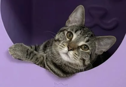 A young small-sized male Domestic Short Hair cat named Clydesdale for adoption in Gwinn, MI