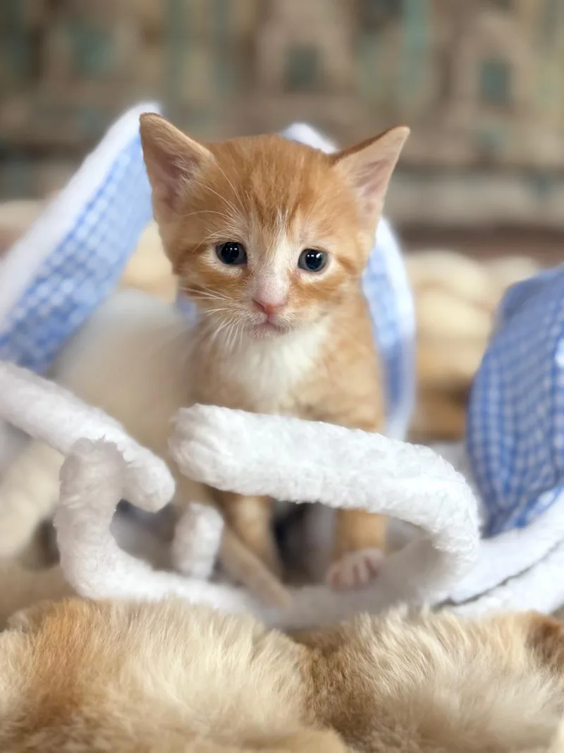 A baby small-sized male Tabby (Orange / Red) Domestic Short Hair cat named Levi for adoption in Minneapolis, MN