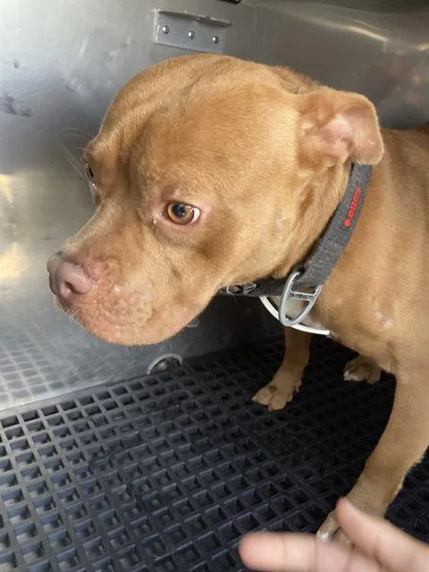An adult medium-sized male Mixed Breed dog named Tank for adoption in Dallas, TX