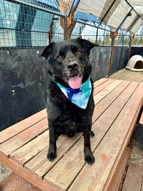 An adult medium-sized male Labrador Retriever dog named Gizmondo for adoption in Frisco, CO