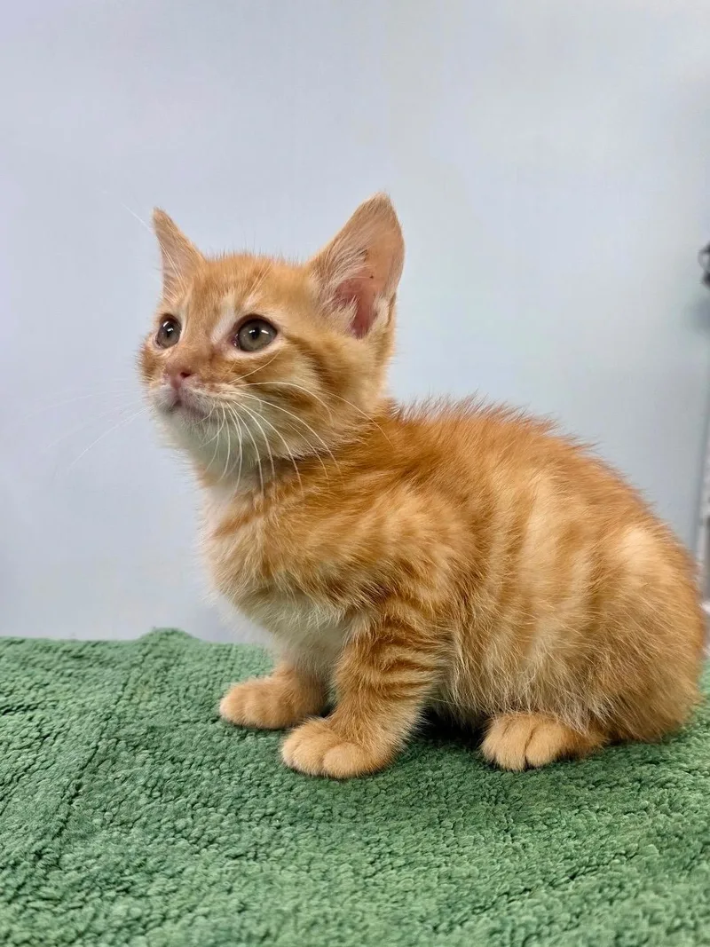 A baby medium-sized male Orange / Red Domestic Short Hair cat named Ernie for adoption in Gainesville, FL