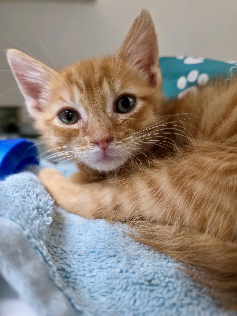 Ernie thumbnail 2