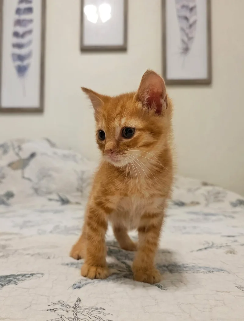 Ernie thumbnail 6