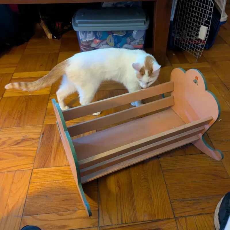 A senior medium-sized female Orange / Red Domestic Short Hair cat named Audra for adoption in Evanston, IL