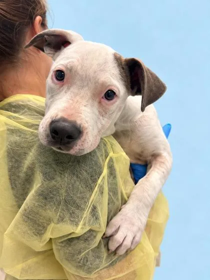 A young medium-sized female Terrier dog named Breezie for adoption in Gulfport, MS